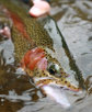 A rainbow trout is held in the water after being caught.
